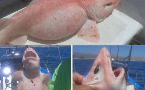 El especimen ha resultado ser una especie de tiburón con una pigmentación particular