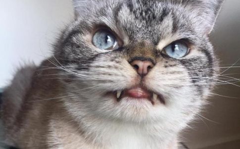 La inusual boca de esta gata le ha hecho famosa como vampiresa felina