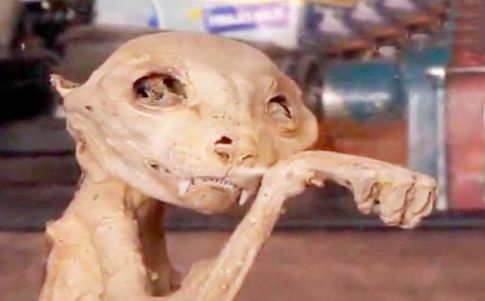 Por el momento no ha sido posible aclarar de qué animal se trata