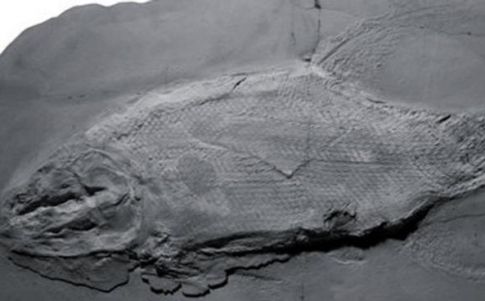 Este fósil vivió hace 230 millones de años