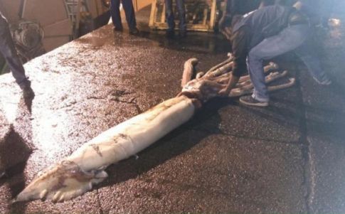 El calamar gigante ha sido asociado al Kraken