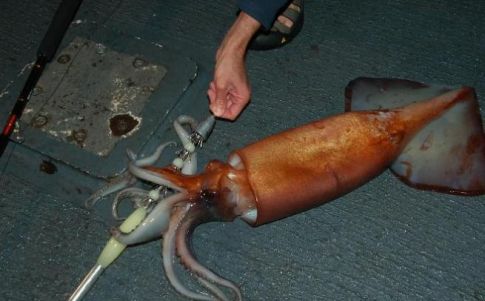 Los animales fueron trasladados a un acuario y posteriormente fueron identificados