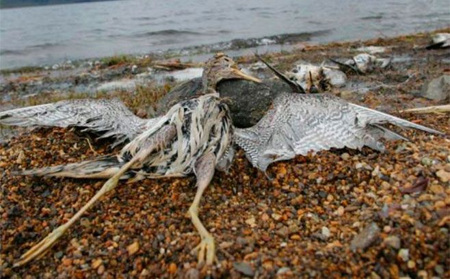 Imagen de uno de las aves muerta en la playa