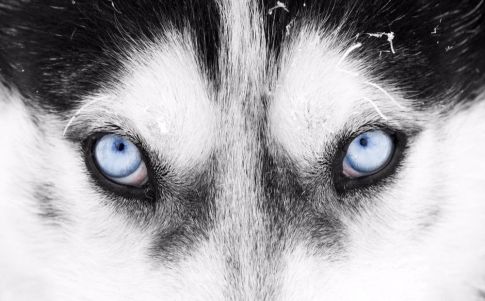 La ciencia investiga los poderes psíquicos de los animales