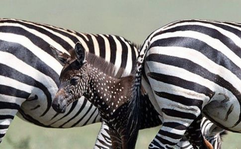 Nace una cebra marrón con puntos blancos en Kenia. Foto: @FrankliuPhotography / @MaasaiMaraNationalReserve / @TheWildestAfrica (Facebbok)