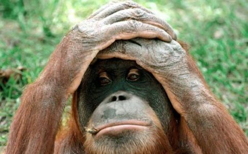 primates leer pensamiento