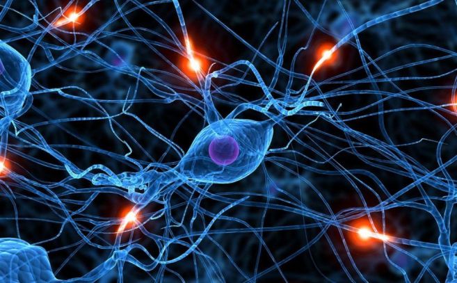 Los laboratorios llevan años produciendo neuronas del cerebro anterior y medio