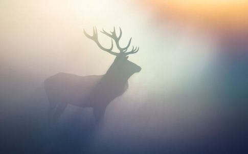 El misterio de la «Danza de los Cuernos»