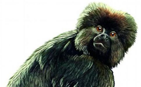 Monos prehistóricos cruzaron el Atlántico en balsa rumbo a Sudamérica