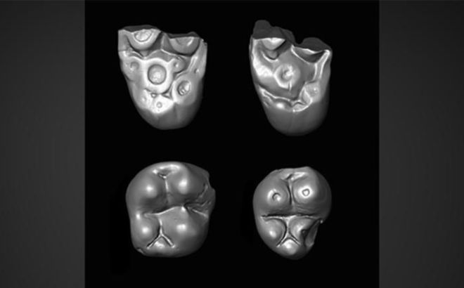 molares monos prehistoricos