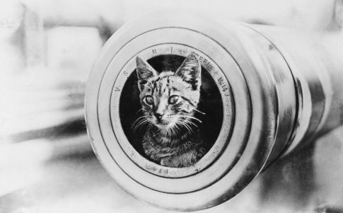Un gato insumergible