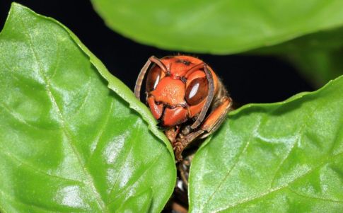 La vespa mandarinia, una nueva amenaza surgida durante la pandemia