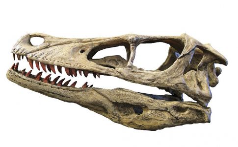 Un fósil de 14 milímetros resuelve enigmas sobre los dinosaurios