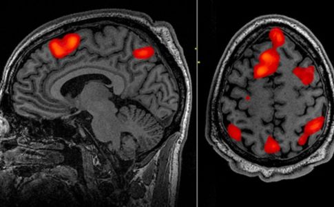 Logran ‘borrar’ de la memoria los recuerdos de miedo